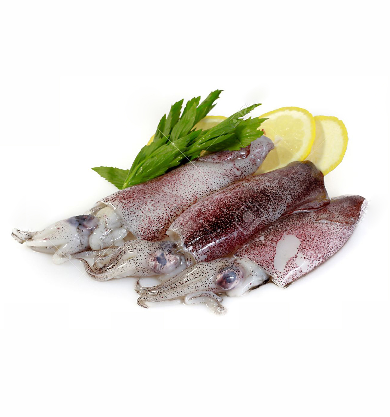 10233740-Fresh-Calamari-with-Lemon-Stock-Photo-squid-cuttlefish